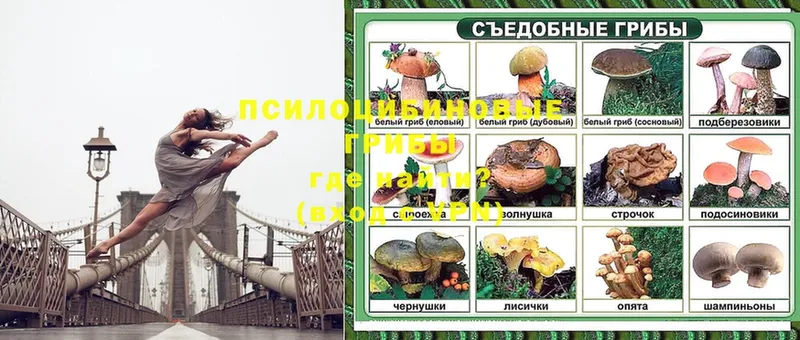 что такое наркотик  Родники  Псилоцибиновые грибы Psilocybine cubensis 